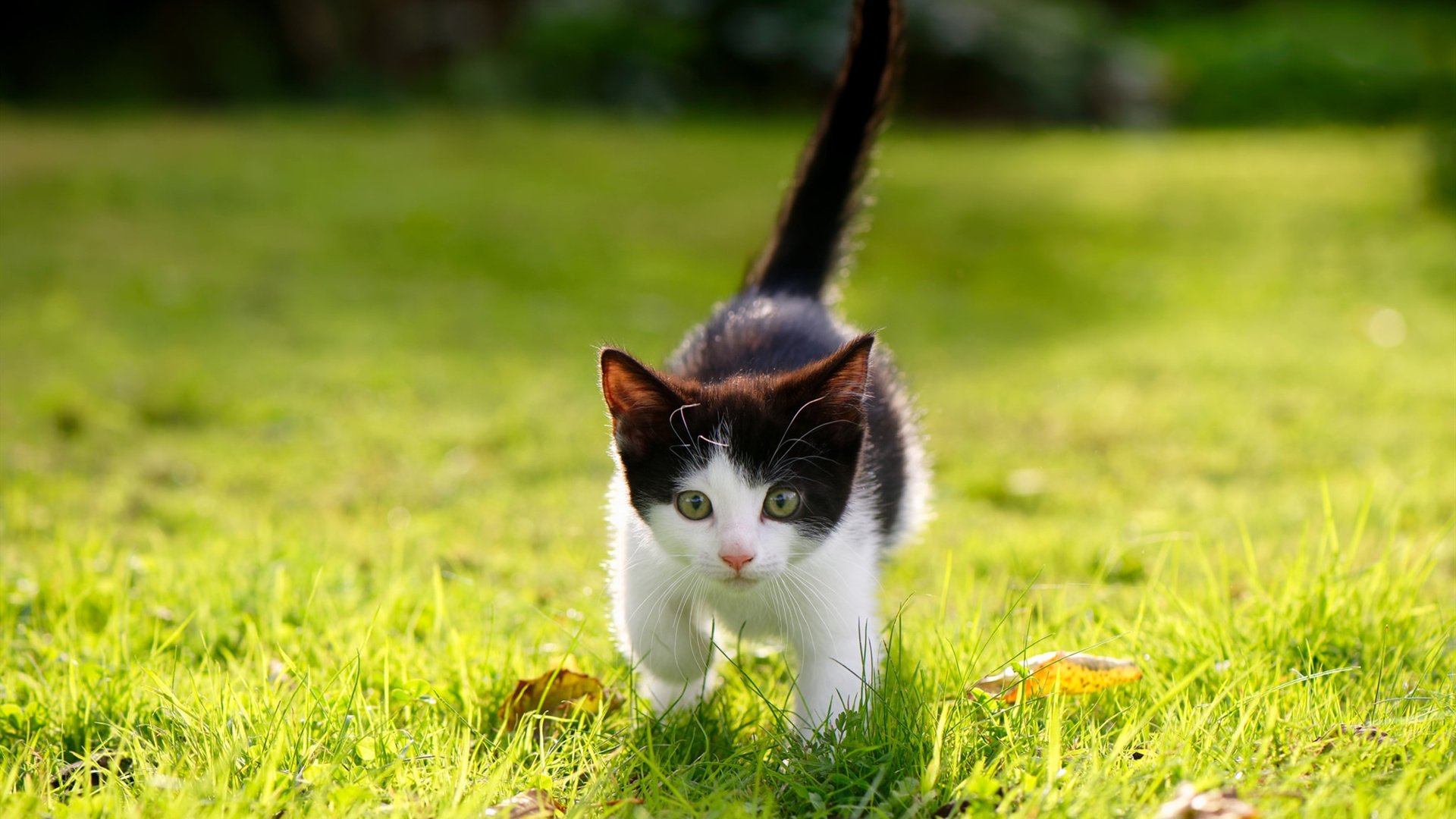 AYX GAME-_竞技无人机漂移：科技赋予运动新元素_，无人机 漂移