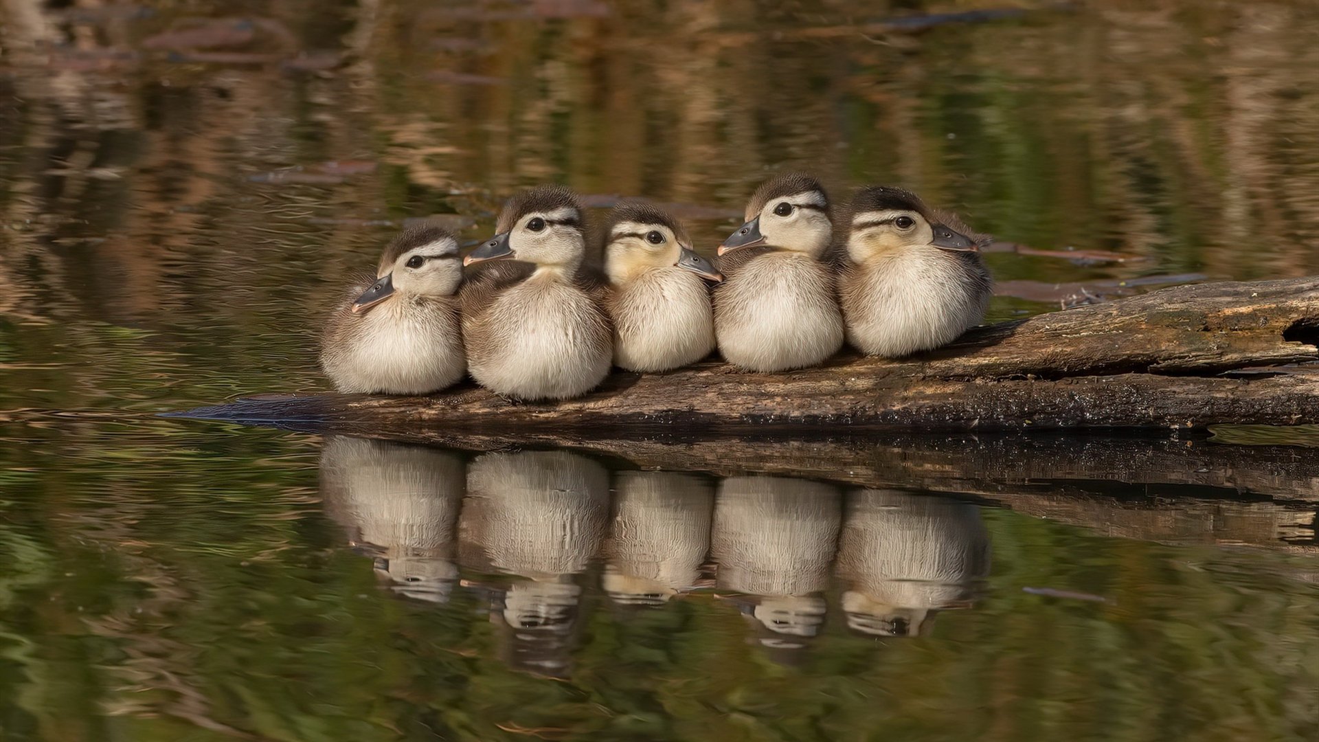 “赛季潜力股:未来大热门球员盘点”,2021最有潜力球员