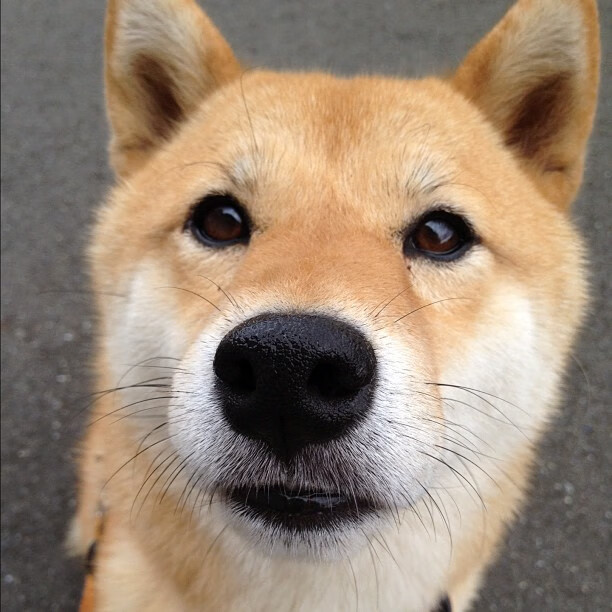 “逆流而上!逆境中的勇士们用比赛诠释坚持”,逆流勇进的意思